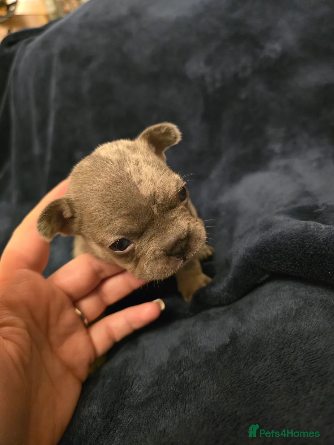 French Bulldog dogs for sale: Chunky Frenchie Puppies  - Advert 4
