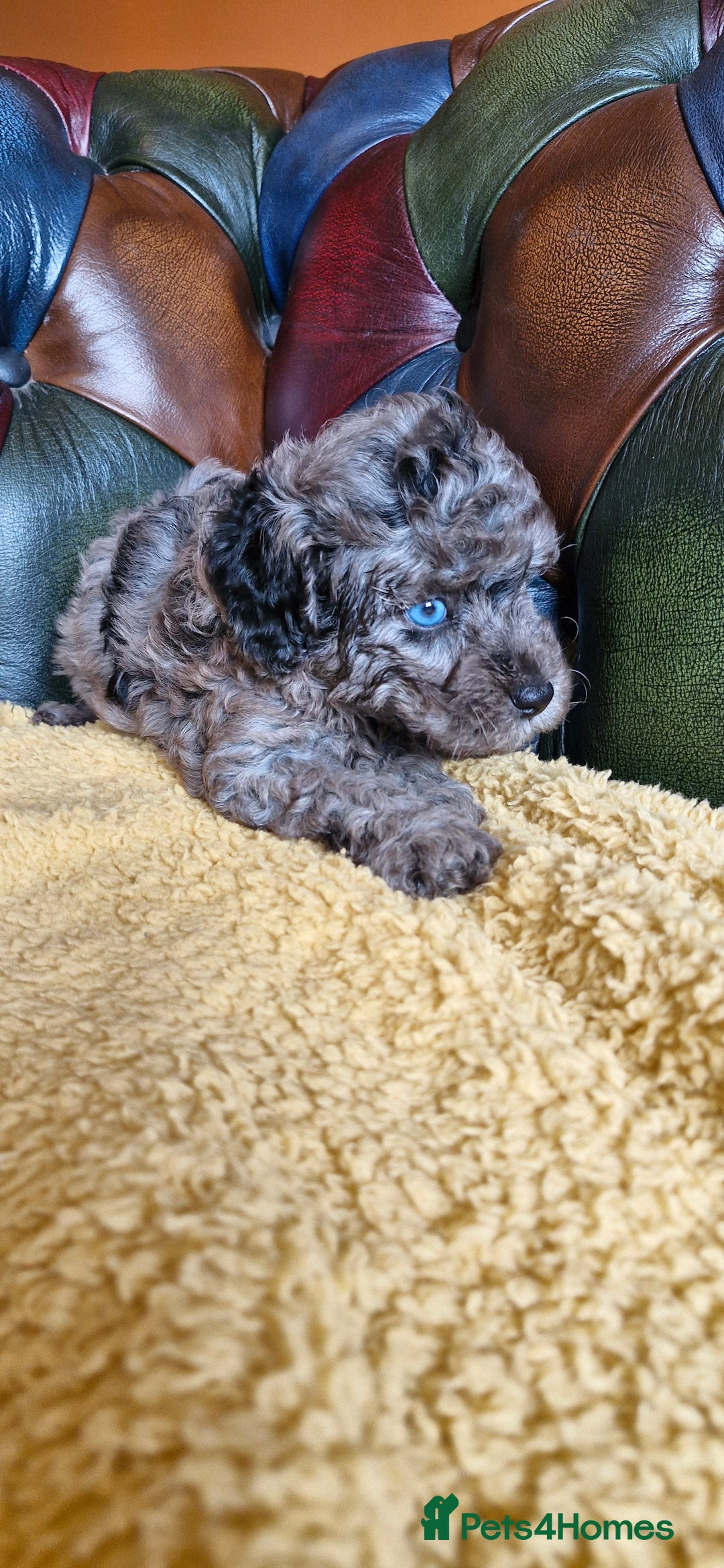 Cavapoo dogs for sale: Gorgeous f1b Cavapoo puppys.Health tested parents  - Image 2