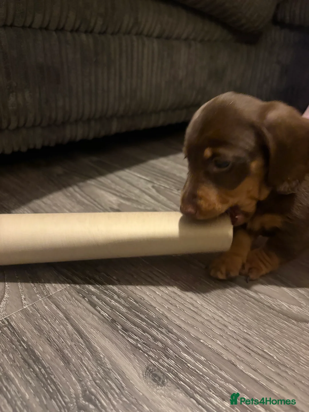 Dachshund dogs for sale: Long haired miniature  - Advert 27