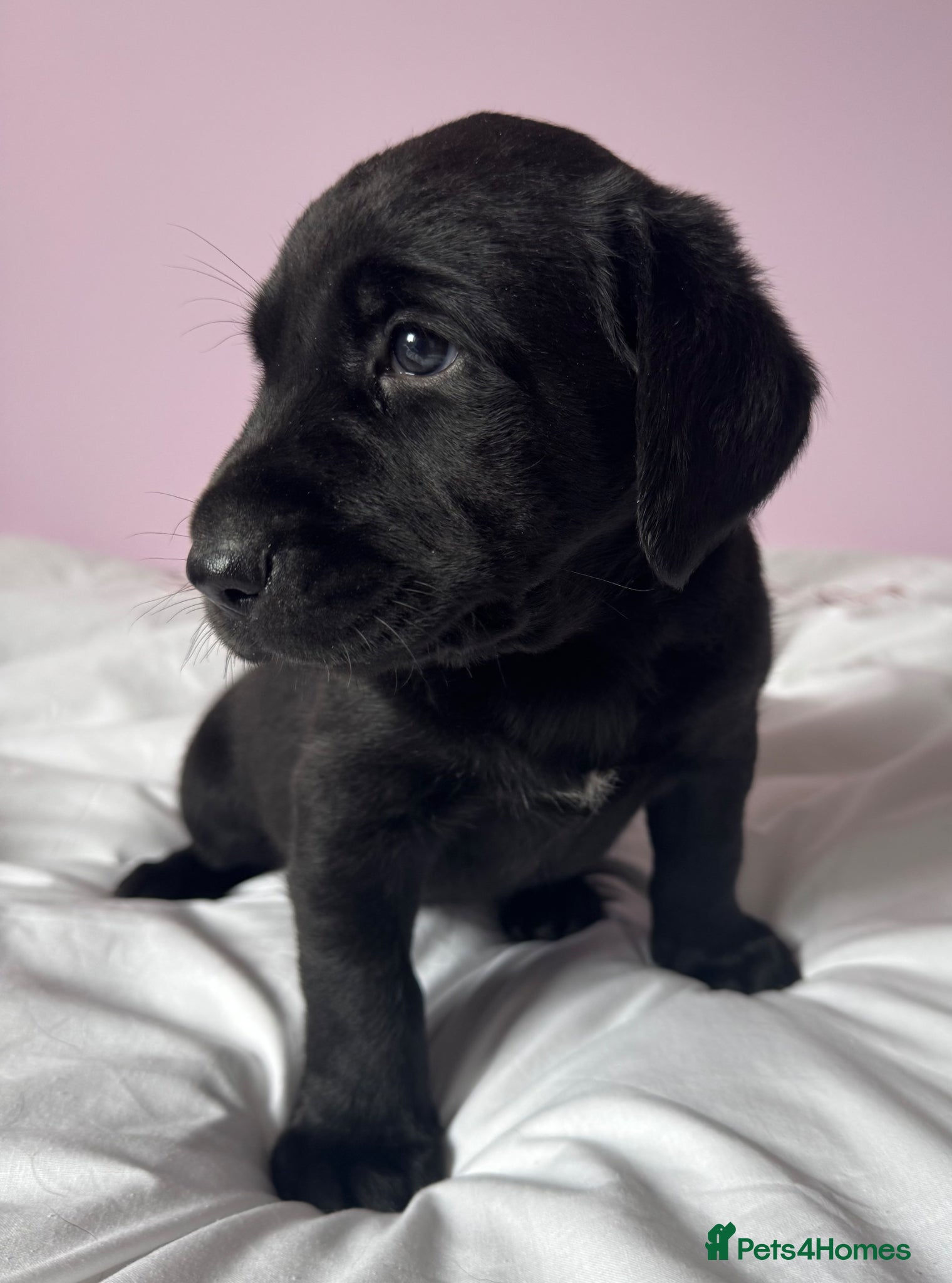 Labrador Retriever dogs for sale: Labrador pups fox red and black  - Advert 19