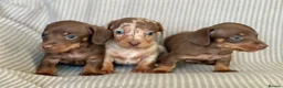 Miniature Dachshund dogs for sale: Miniature smooth coat dachshund puppies - Advert 13
