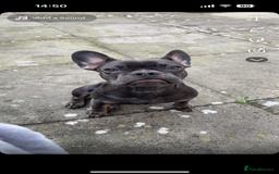 French Bulldog dogs for sale: frenchie  - Image 1