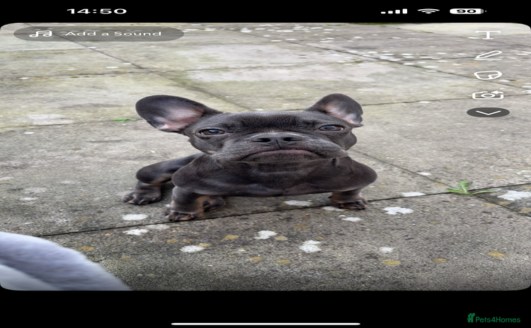 French Bulldog dogs - Advert 8