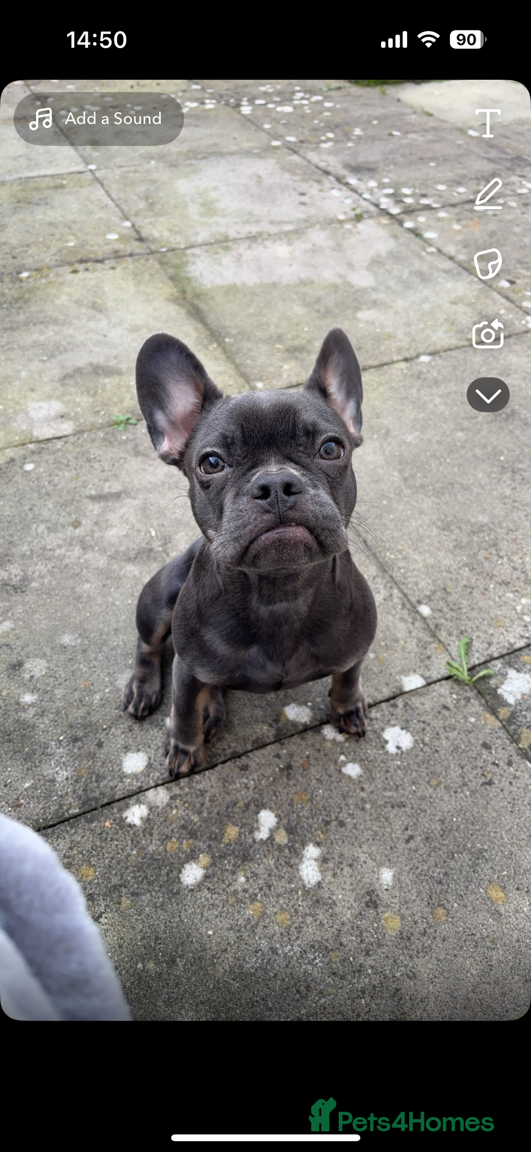 French Bulldog dogs for sale: frenchie  - Image 1