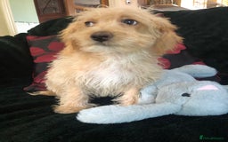 Mixed Breed dogs for sale: shihtzu x toy poodle puppies for sale - Image 22