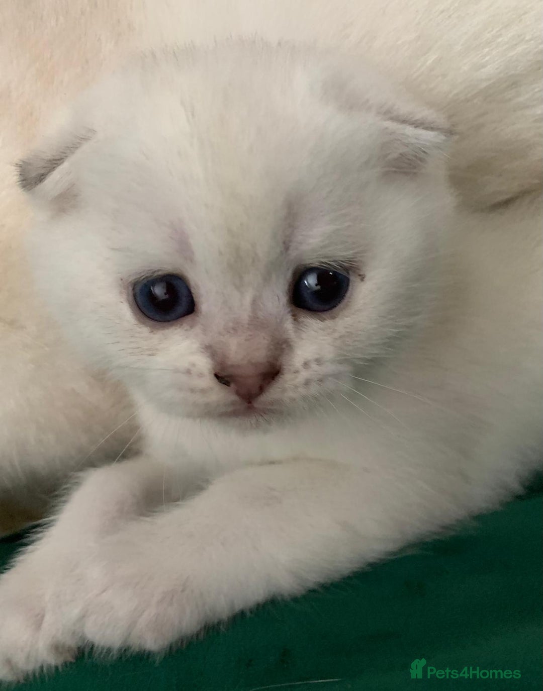 Scottish Fold cats for sale: Scottish Fold Kittens - Image 18
