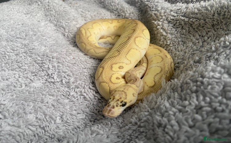 Python Snake reptiles - Advert 1