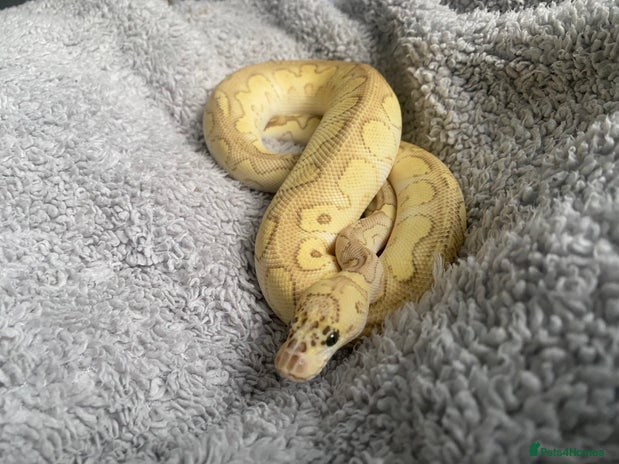 Python Snake reptiles - Advert 5