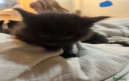 Norwegian Forest Cat cats for sale: kittens - Image 14
