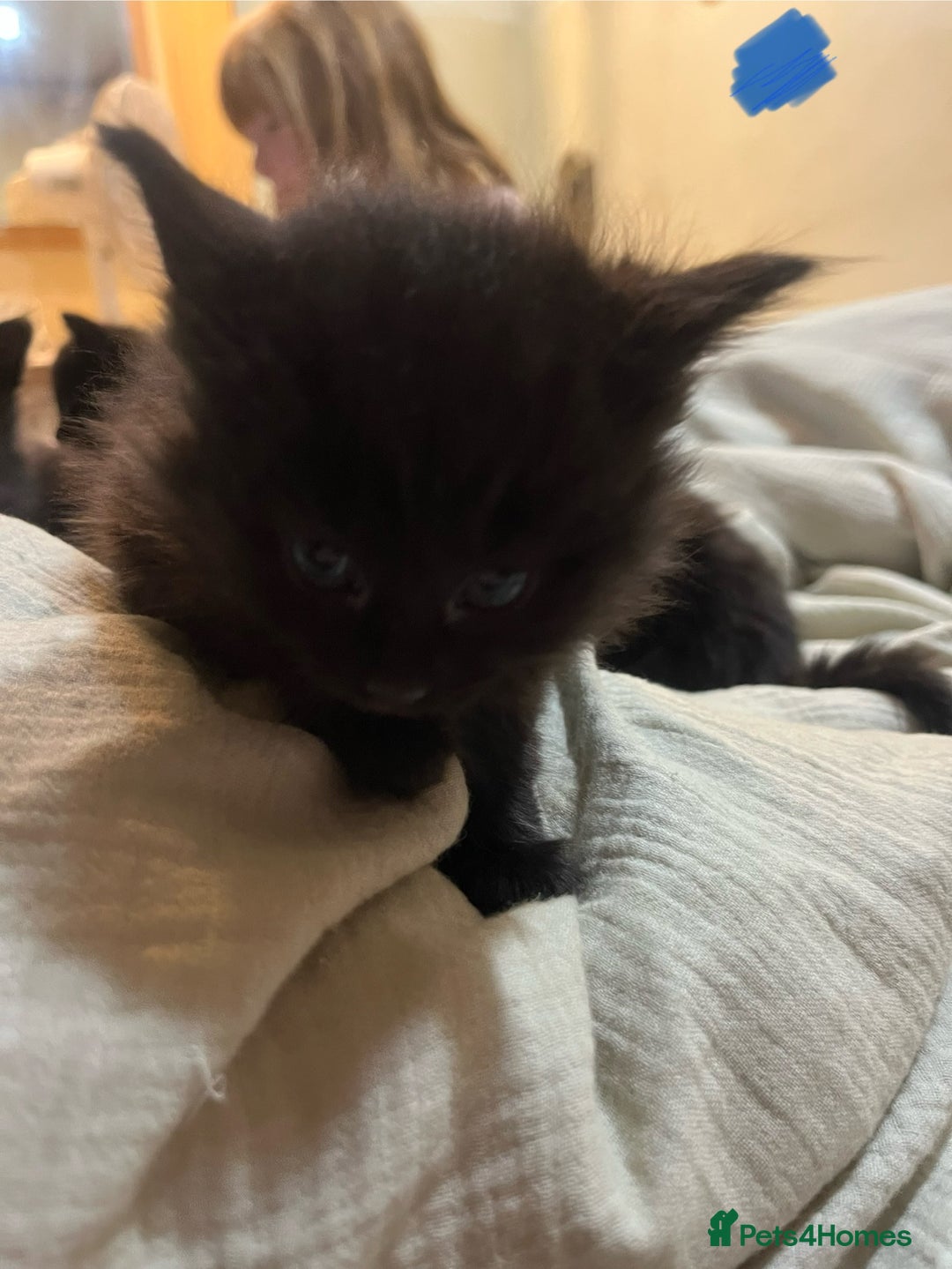 Norwegian Forest Cat cats for sale: kittens - Image 14