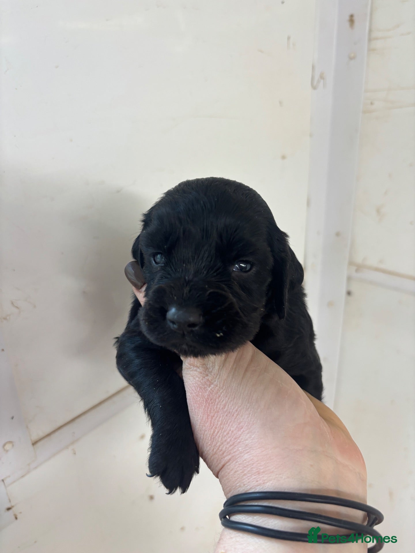 Sprocker dogs for sale: Sprocker Spaniel Puppies  - Advert 2