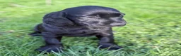 Cockerdor dogs for sale: Cocker x labrador - Advert 4