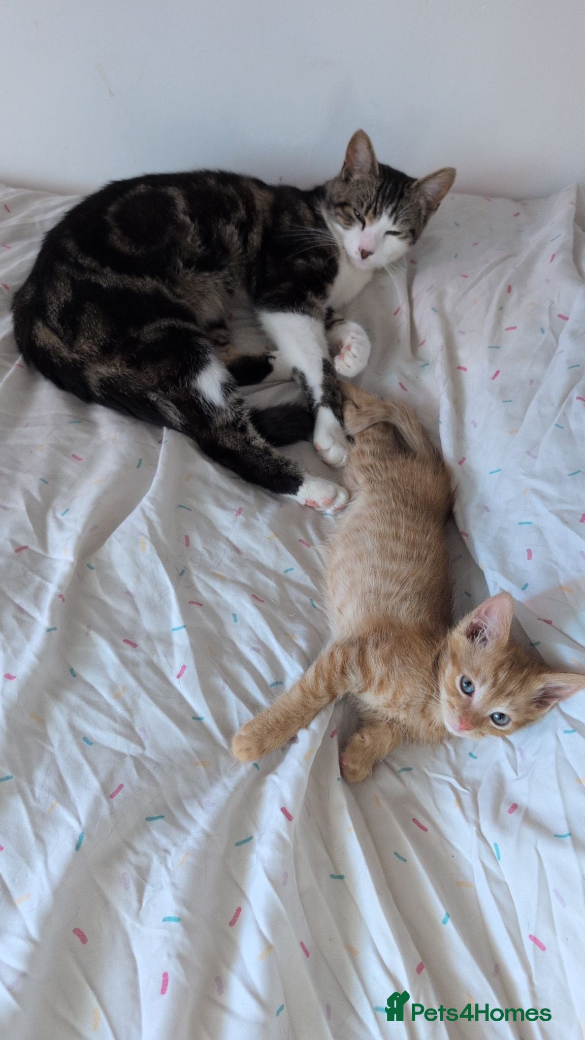 Mixed Breed cats Last male kitten  - Advert 4
