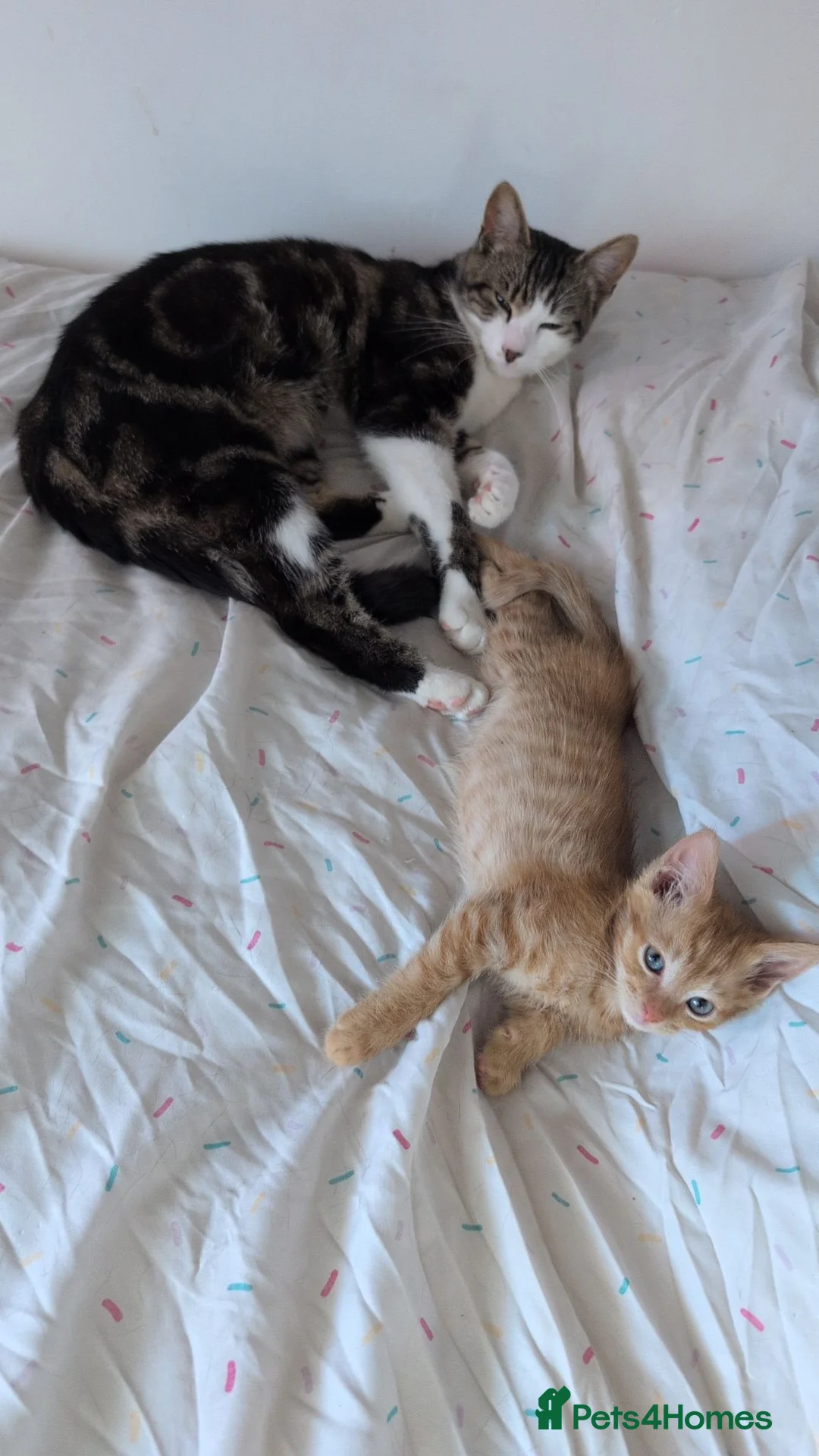 Mixed Breed cats for sale: Last male kitten  in Oswestry - Advert 1