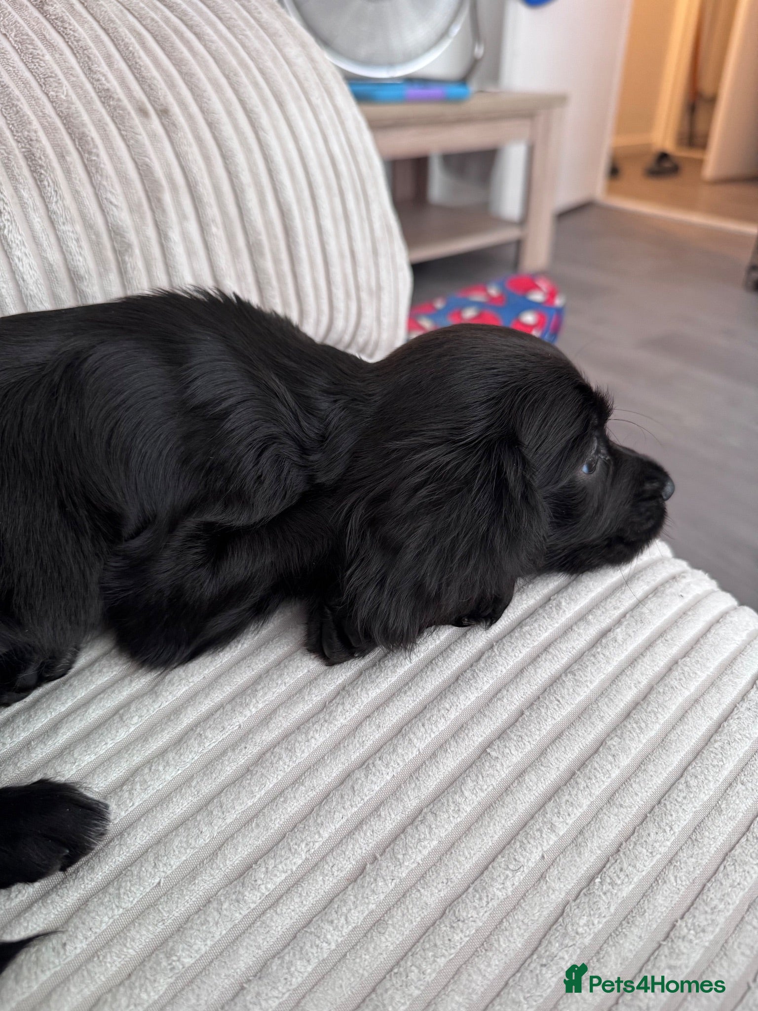 Cocker Spaniel dogs Beautiful 9 Week Old Cocker Spaniel Female  - Advert 1
