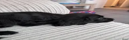 Cocker Spaniel dogs for sale: Beautiful 9 Week Old Cocker Spaniel Female  in Hove - Advert 1