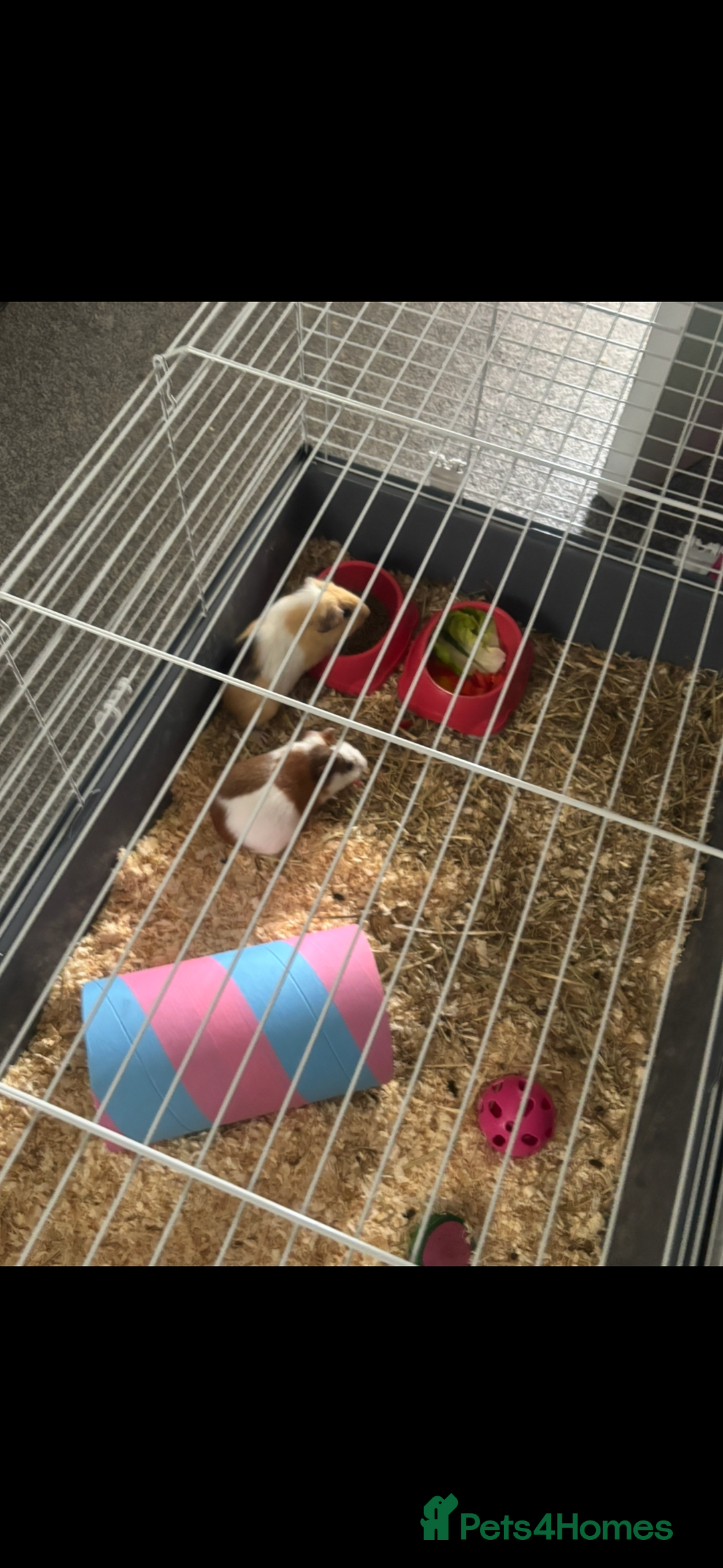 Guinea Pig rodents for sale: Two guinea pigs-with two cages and all accessories - Image 13