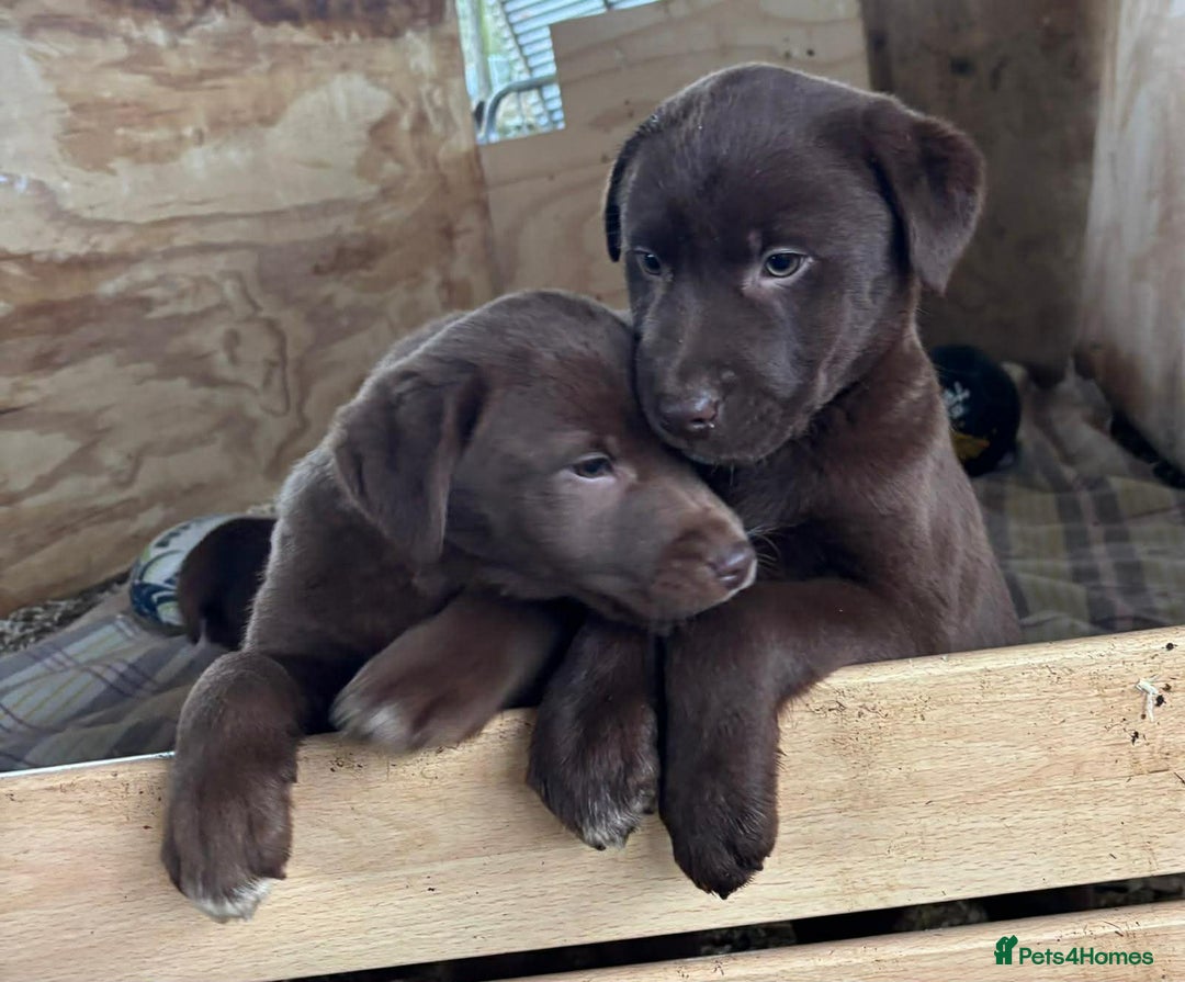Mixed Breed dogs for sale: Chunky Chocolate Labrador cross Sheepdog - Advert 6