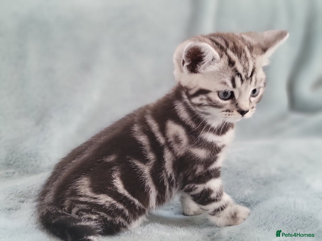 British Shorthair cats for sale: Ready to collect, Silver Tabby kittens  in Rochester - Image 21