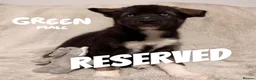 Shepsky dogs for sale: Outstanding Family-Raised Puppies - Advert 14