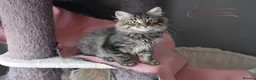 Siberian cats for sale: Siberian Kitens from Tunguska House Cattery - Advert 31