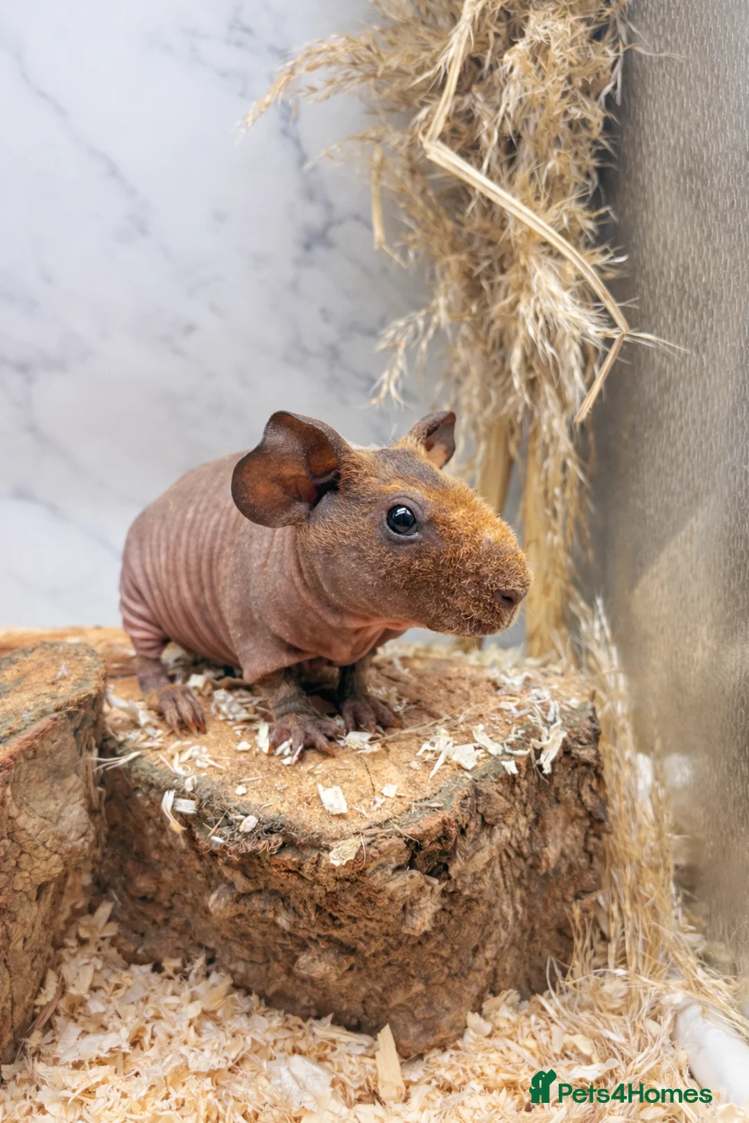 Guinea Pig rodents for sale: 2 Skinny’s for sale  - Advert 2