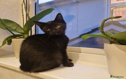 Bombay cats for sale: Friendly bombay for sale - Image 5