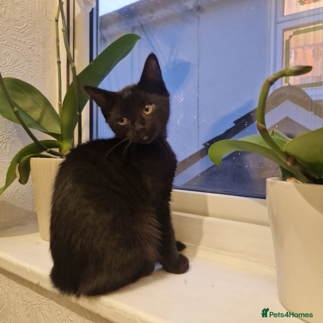 Bombay cats for sale: Friendly bombay for sale - Image 5