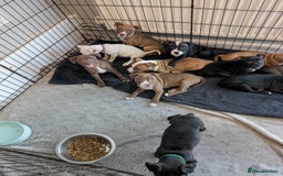 Mixed Breed dogs for sale: American bulldog x staffie, Ready to leave!! - Image 16