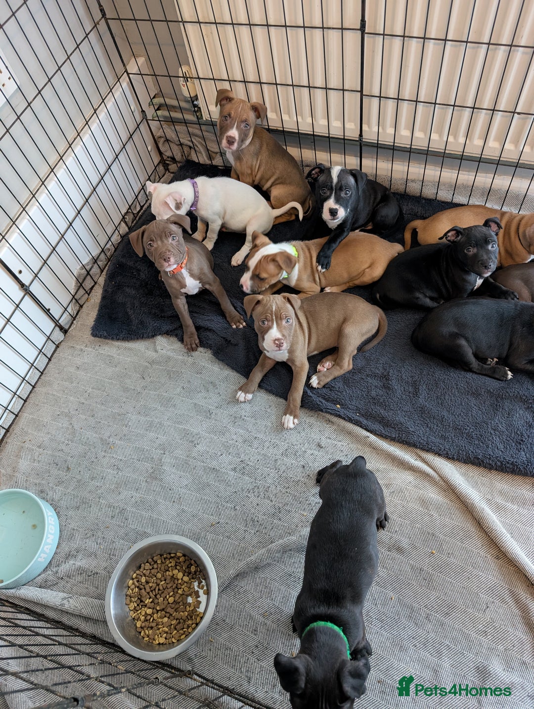 Mixed Breed dogs for sale: American bulldog x staffie, Ready to leave!! - Image 16