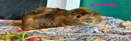 Guinea Pig rodents for sale: Various Guinea Pigs - Ready Now - Advert 11