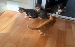 Domestic Shorthair cats for sale: BEAUTIFUL, FRIENDLY KITTENS FOR SALE!!🐈❤️ - Image 16
