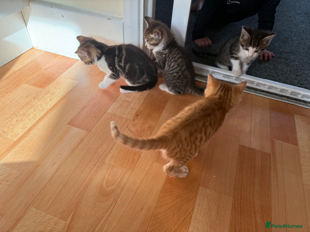Domestic Shorthair cats for sale: BEAUTIFUL, FRIENDLY KITTENS FOR SALE!!🐈❤️ - Image 16