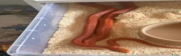 Corn Snake reptiles for sale: Male corn snake  in London - Advert 2