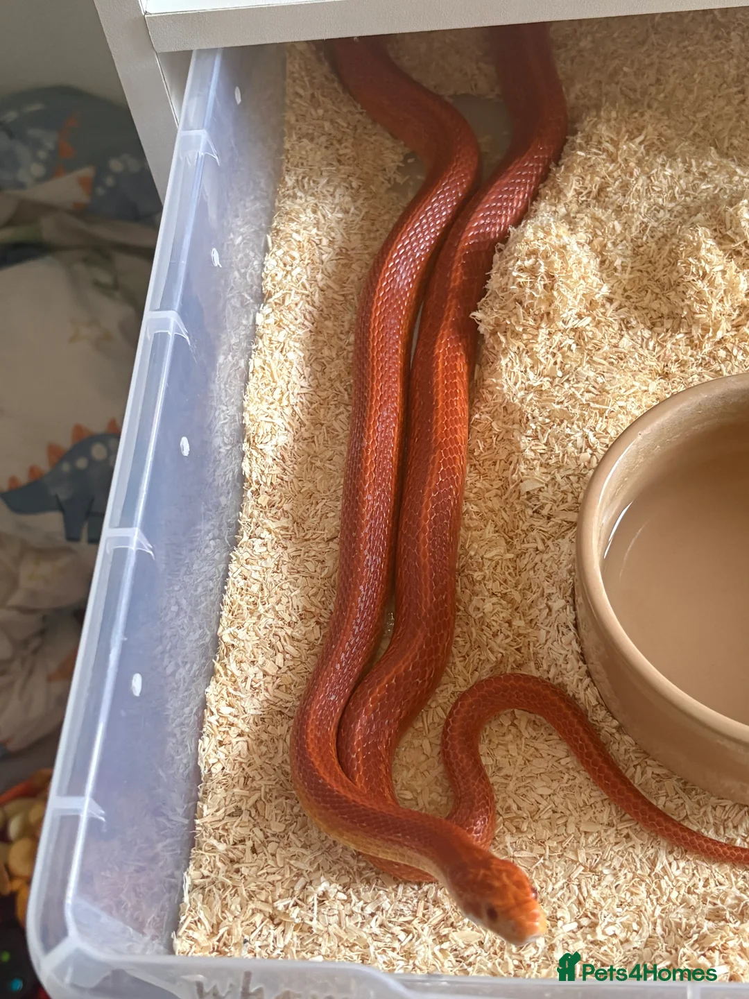 Corn Snake reptiles for sale: Male corn snake  in London - Advert 2