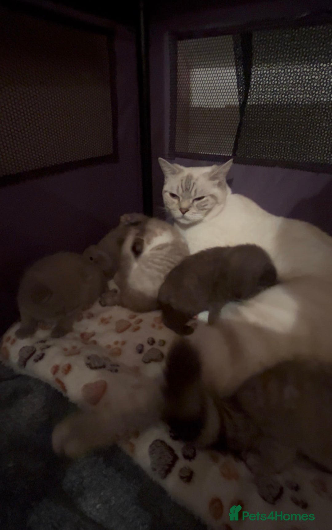 British Shorthair cats for sale: British shorthair kittens - Advert 8