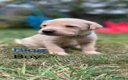 Mixed Breed dogs for sale: 3/4 Labradors puppy’s for sale  - Image 4