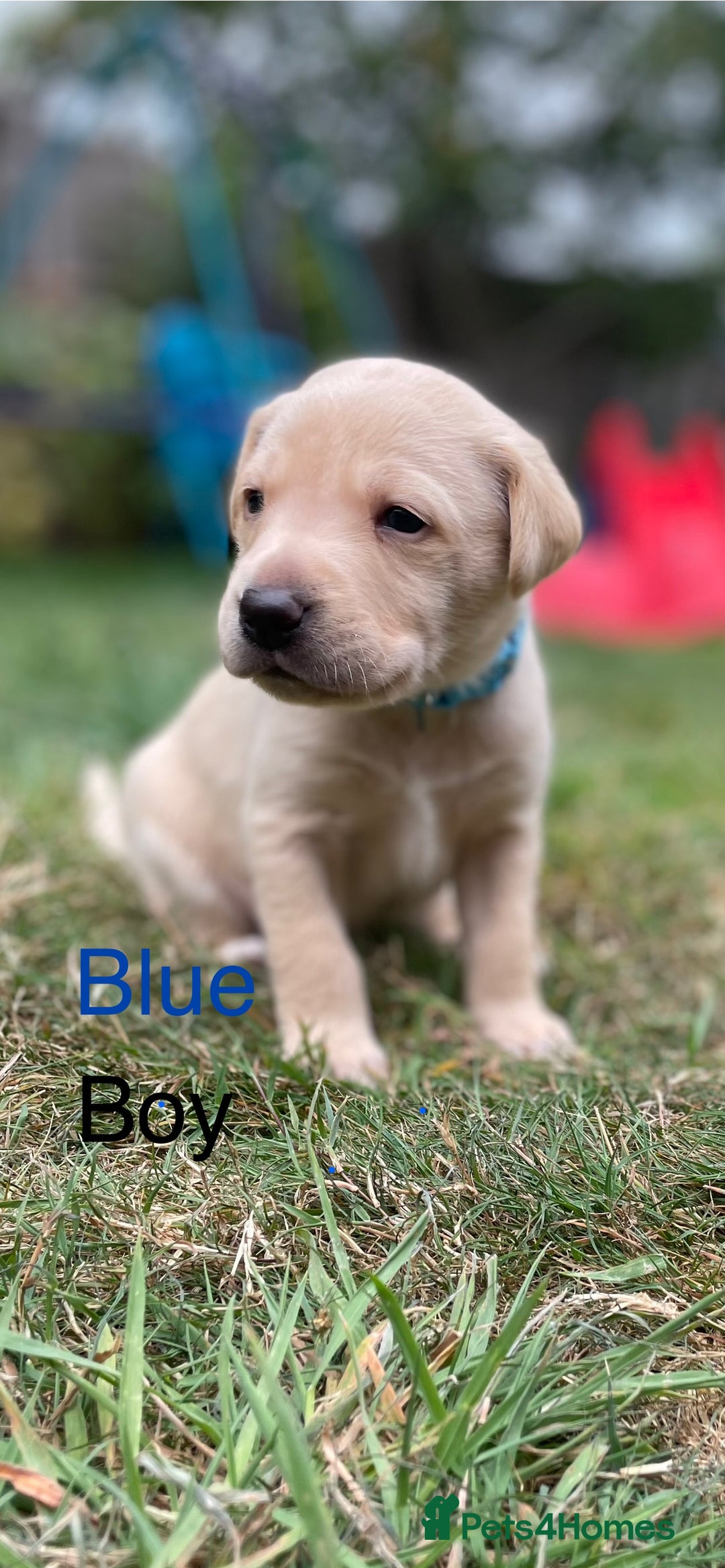 Mixed Breed dogs for sale: 3/4 Labradors puppy’s for sale  - Image 4