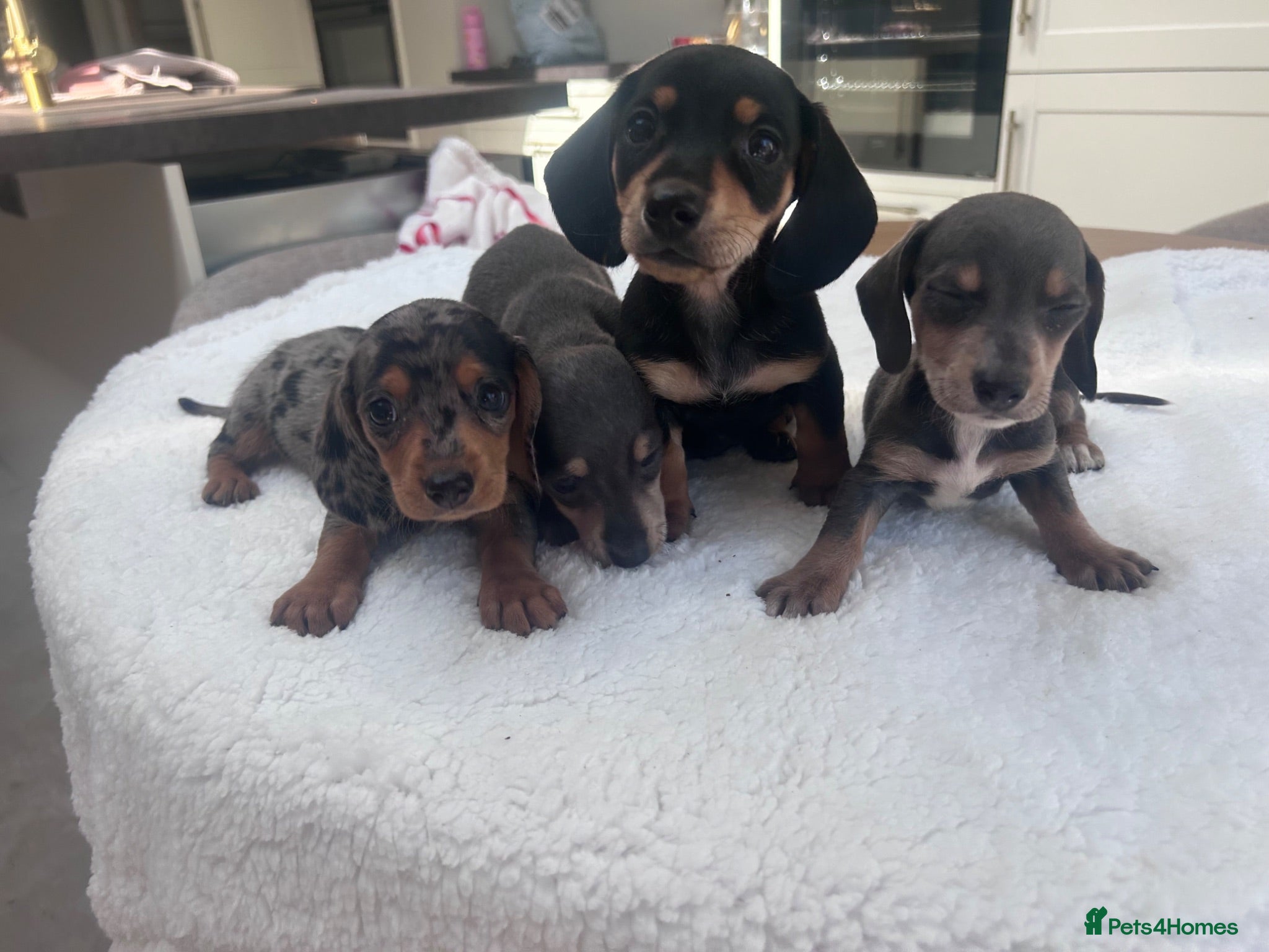 Miniature Dachshund dogs ****mini dachshunds *** - Advert 2