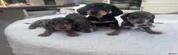 Miniature Dachshund dogs for sale: ****mini dachshunds *** in Nottingham - Advert 15