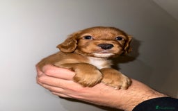 Cocker Spaniel dogs for sale: 🧡Fox Red WCS🧡 - Image 8