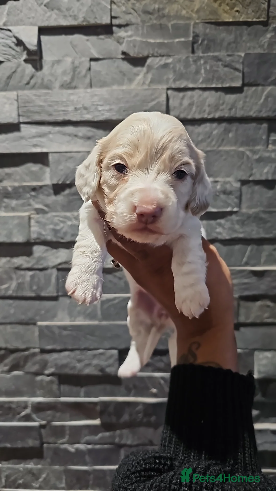 Miniature Dachshund dogs for stud: **RogueRoyales Luxe** PRA Clear Long Hair in Wolverhampton - Advert 20