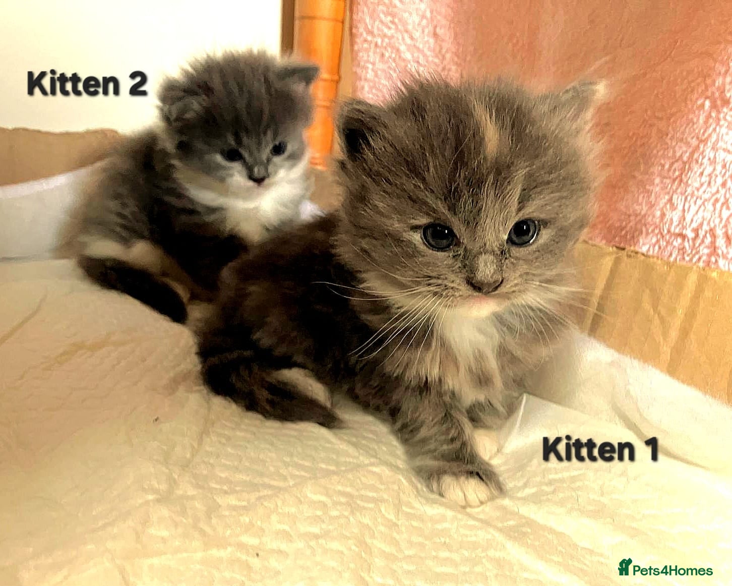 Ragdoll cats Stunning Perdoll Kittens. 1 boy/2 girls - Advert 17