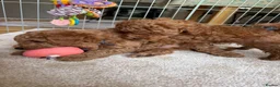 Miniature Poodle dogs for sale: Beautiful female miniature poodle - Advert 5