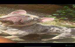 French Bulldog dogs for sale: french bulldog  - Image 2