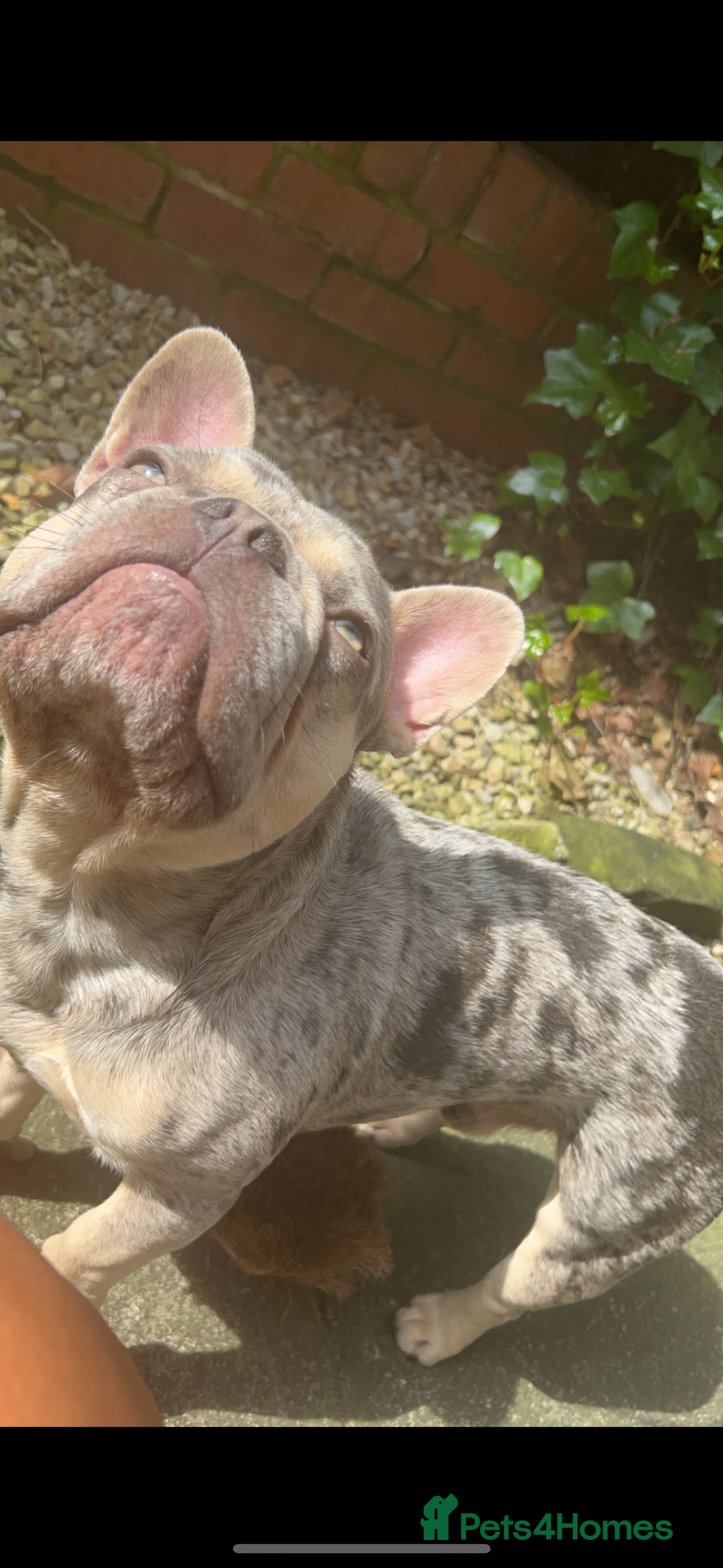 French Bulldog dogs for sale: french bulldog  - Image 2