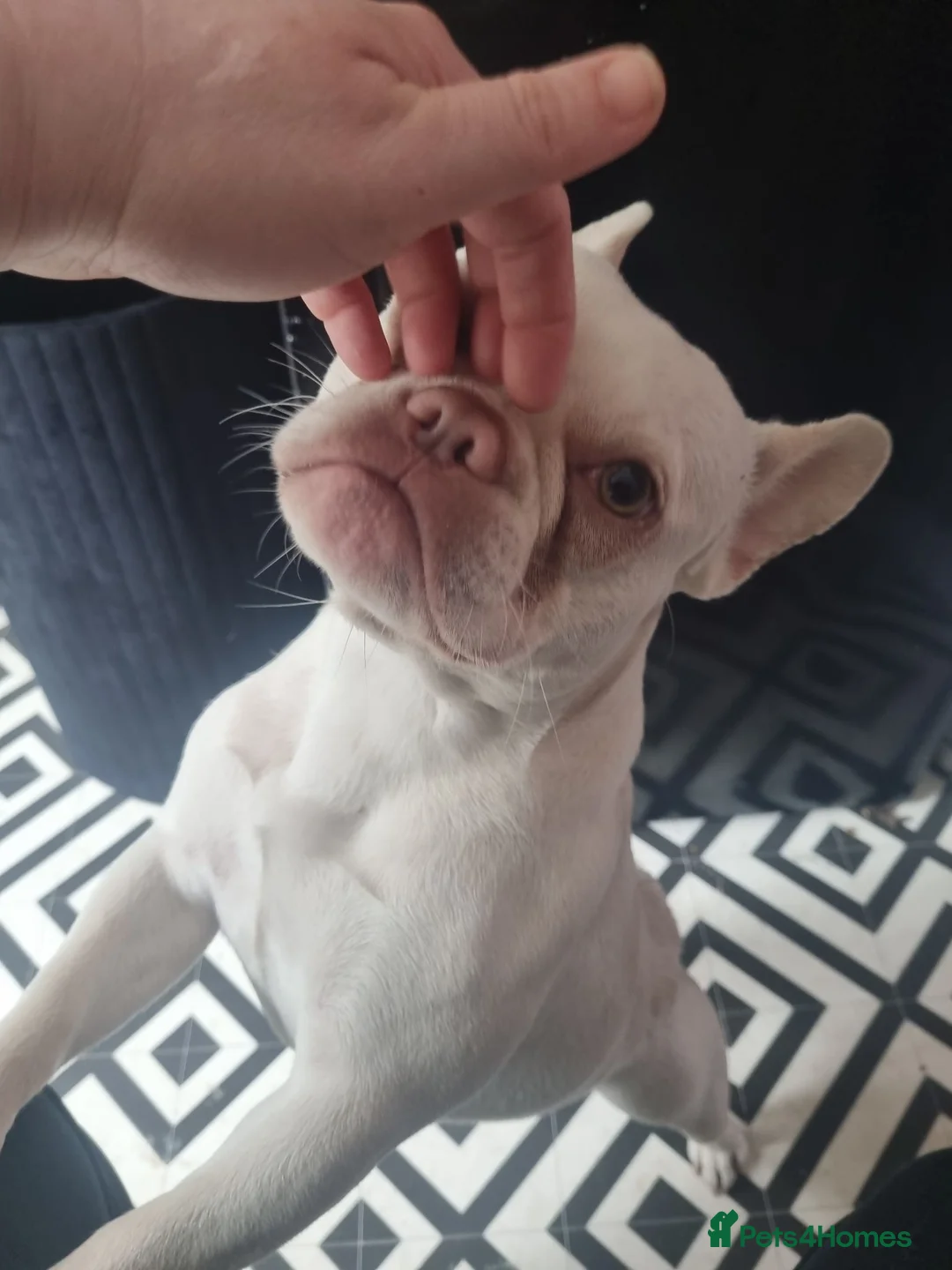 French Bulldog dogs for sale: White princess french bulldog in Walsall - Advert 1
