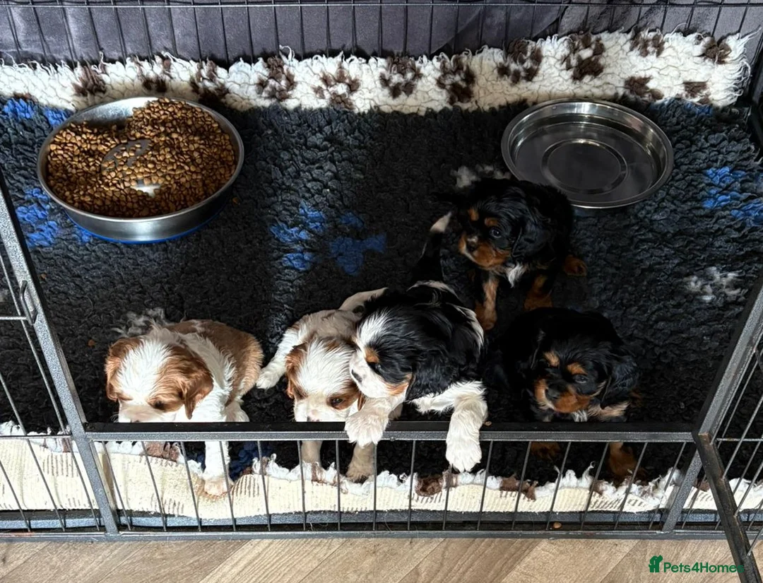 Cavalier King Charles Spaniel dogs for sale: Chocolate Carriers KC Vet Health Checked - Advert 1