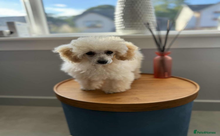 Toy Poodle dogs - Advert 1
