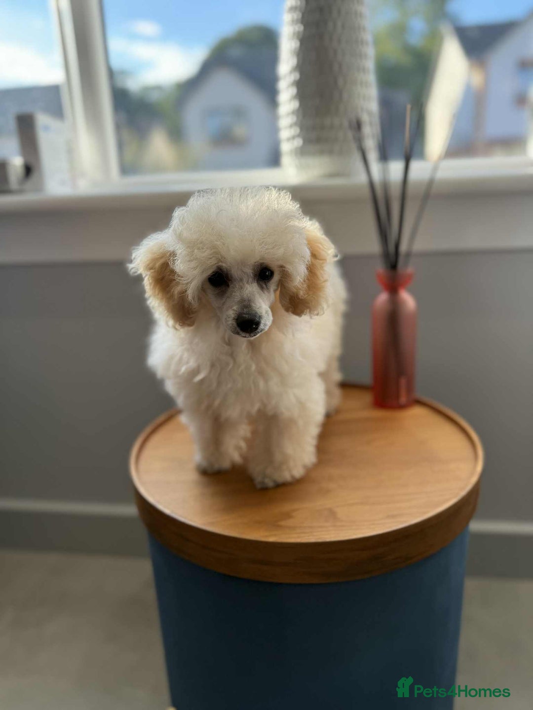 Toy Poodle dogs for sale:  KC Registered Toy Poodle stunning little boy💙 - Image 1
